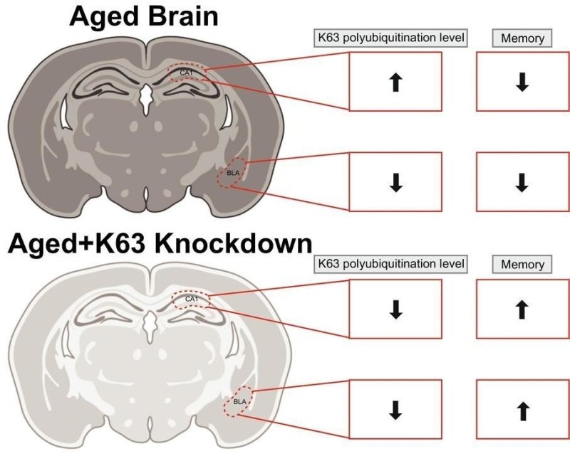 "노화된 뇌의 기억력, 향상할 수 있다…쥐 실험으로 확인" (출처=연합뉴스)