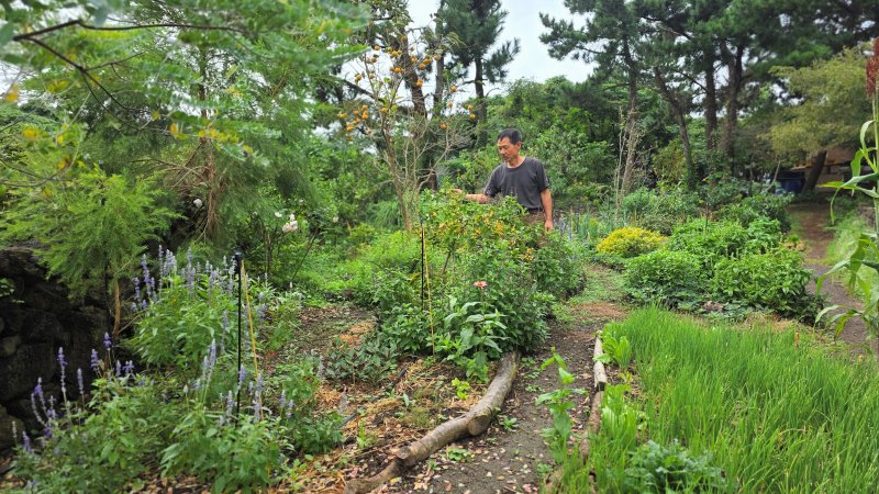 [제주=뉴시스] 임재영 기자 = 지난 16일 오전 제주시 한림읍 금능리에 위치한 도토리 캐빈은 채소, 유실수 등과 협력하는 동반식물로 '퍼머컬처' 정원을 이루고 있다. 2025.10.27. ijy788@newsis.com