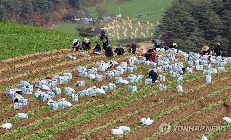 농작물 얼기 전에…바빠진 당근 수확 (출처=연합뉴스)