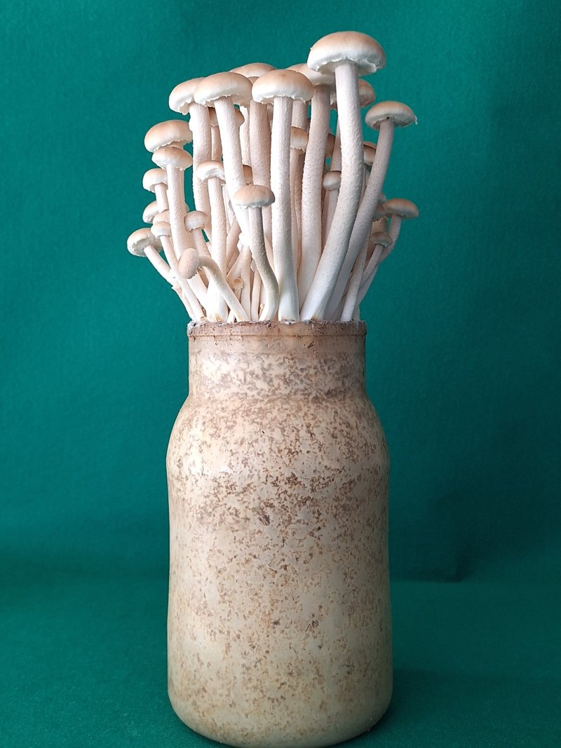 병에 재배 중인 신품종 버들송이 '아삭송'.(충남도 제공. 재판매 및 DB금지)/뉴스1