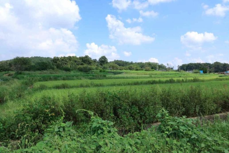 '군산 개사동 패총' 조사 지역 (출처=연합뉴스)