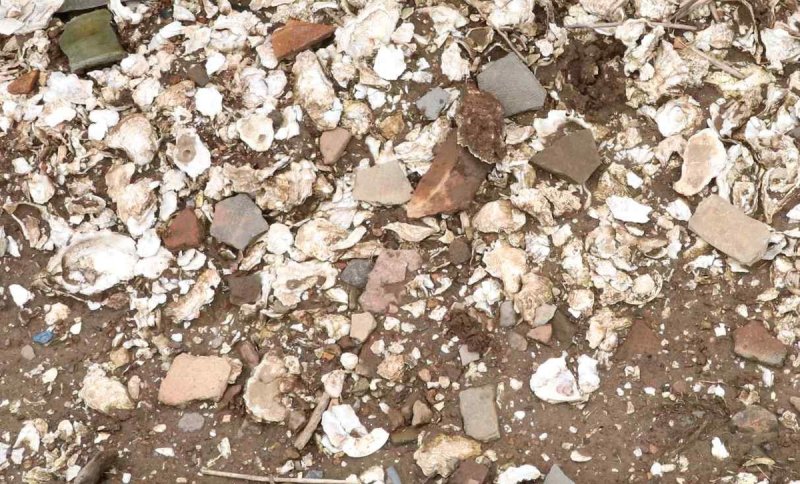 조개껍데기와 유물 모습 (출처=연합뉴스)