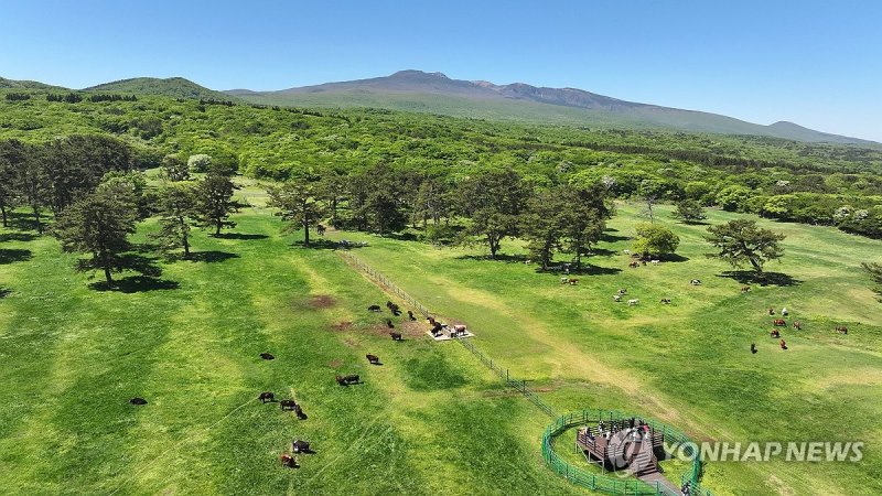 푸른 초원의 제주흑우와 제주마 (출처=연합뉴스)