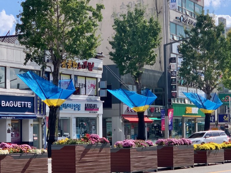 [여주=뉴시스]여주시 세종로 은행나무 가로수에 설치된 낙과 수집기(사진=여주시 제공) 2025.10.27.photo@newsis.com