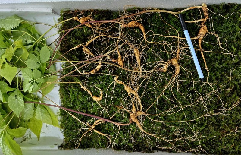 지리산에서 발견된 천종산삼 (출처=연합뉴스)