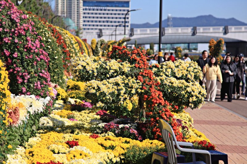 [창원=뉴시스] 강경국 기자 = 제24회 마산가고파국화축제. (사진=창원시청 제공). 2025.10.27. photo@newsis.com *재판매 및 DB 금지