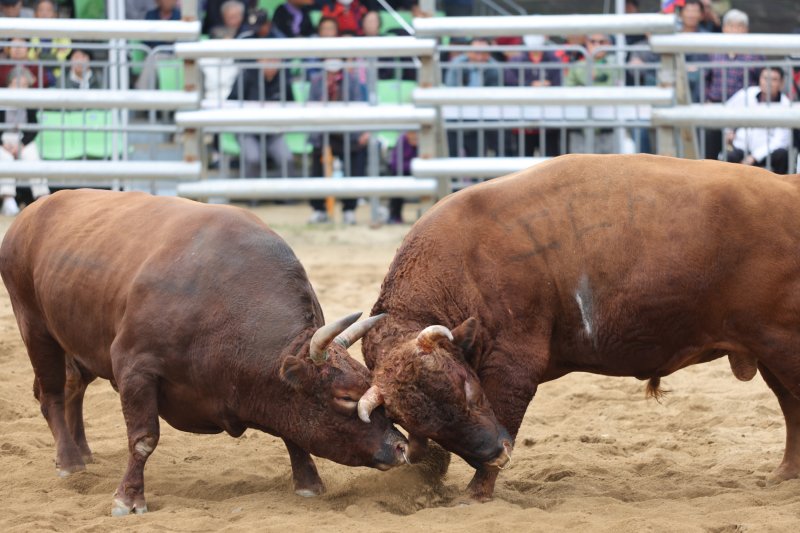 [보은=뉴시스] 보은대추축제 이벤트 '소 힘겨루기'. (사진=뉴시스 DB). photo@newsis.com *재판매 및 DB 금지