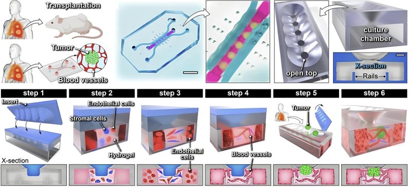 고형암 조직을 이식해 개발한 3차원 미세 칩 모식도 (출처=연합뉴스)