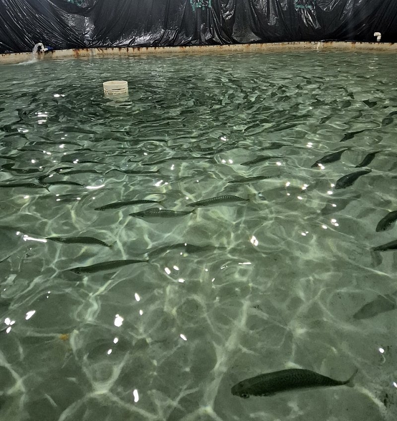 [서귀포=뉴시스] ㈜메가플랜 유철원 대표가 운영하는 제주 서귀포시 표선면 소재 고등어 양어장 모습. (사진=메가플랜 제공) photo@newsis.com *재판매 및 DB 금지