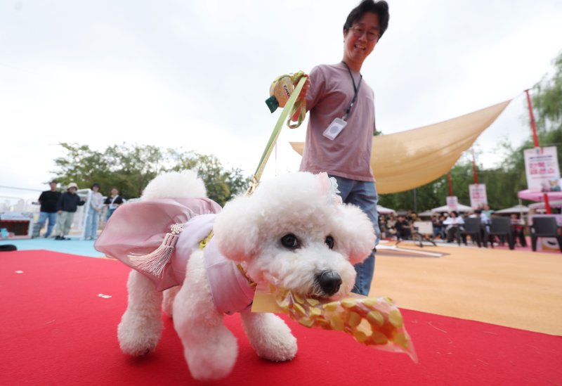 [서울=뉴시스] 홍효식 기자 = 지난달 28일 서울 마포구 난지한강공원 내 반려동물캠핑장에서 열린 댕댕이 한복 패션쇼에서 반려견이 레드카펫을 걷고 있다. 2025.09.28. yesphoto@newsis.com