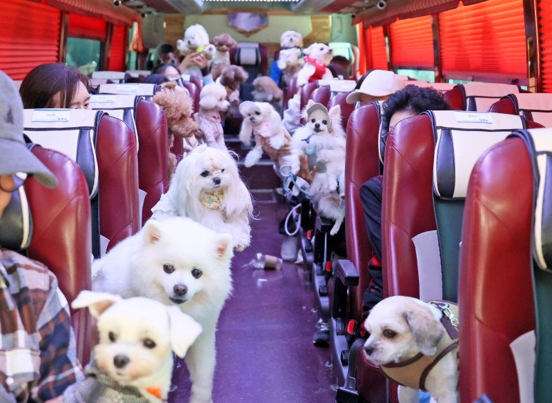 전북 임실군이 반려동물과 함께하는 특별한 여행 프로그램 '펫투어'를 진행하고 있다.(임실군제공. 재판매 및 DB금지)2025.10.27/뉴스1