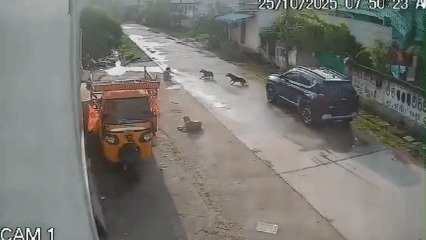 25일(현지시간) 인도 중남부 텔랑가나주 하남콘다의 한 거리에서 7살 소녀가 개떼의 습격을 받는 장면. (출처=엑스(X))