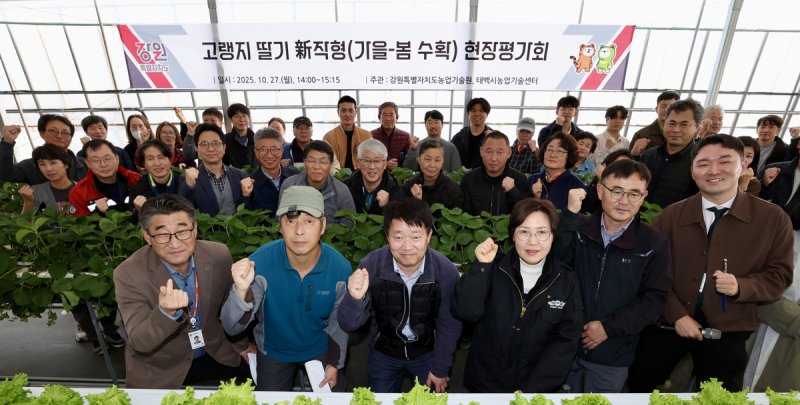 강원특별자치도농업기술원, 고랭지딸기 신 작형 현장 평가회 (출처=연합뉴스)