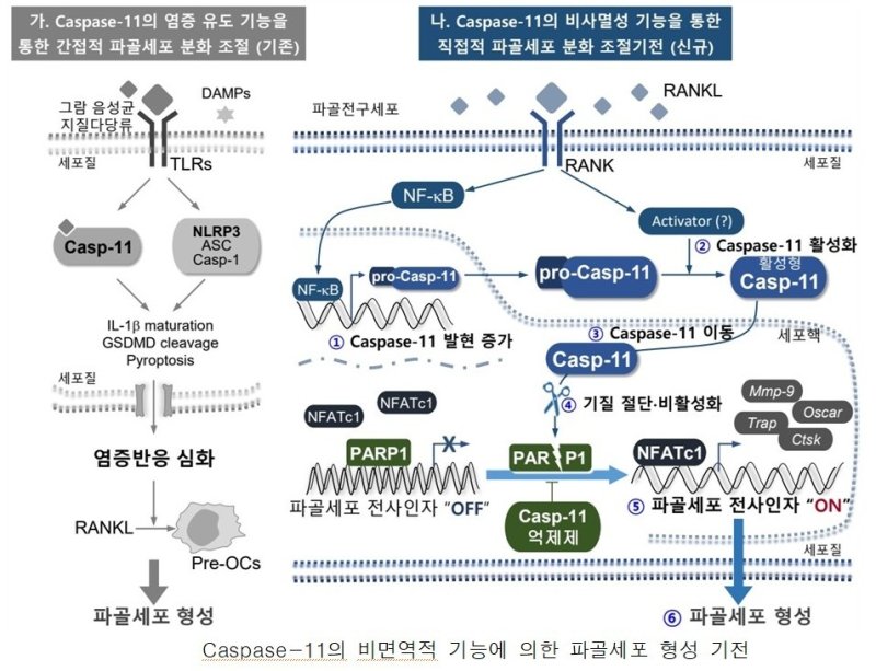 연구모식도 (출처=연합뉴스)