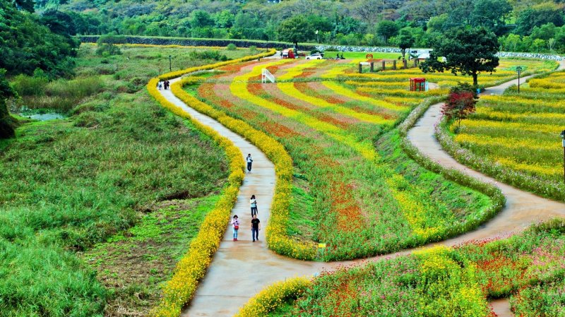 '제18회 구절초 꽃축제'가 열린 전북 정읍시 산내면 구절초 지방정원 전경.(정읍시 제공. 재판매 및 DB금지)/뉴스1
