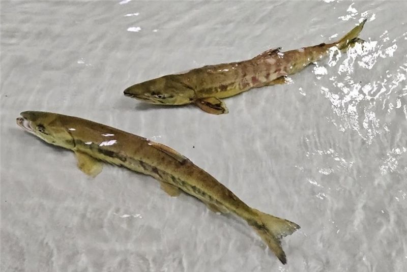 울산 울주군 범서읍 구영교 부근에서 포획된 올해 첫 태화강 회귀 연어.