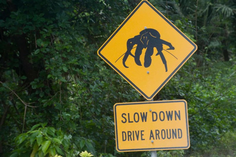[서울=뉴시스] 붉은 게의 이동을 위해 감속을 안내하는 크리스마스 섬의 표지판 (사진=가디언) 2025.10.25.