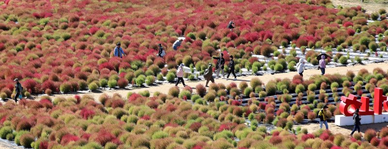 27일 경남 양산 황산공원을 찾은 시민들이 붉게 물들어가는 댑싸리를 구경하며 가을 분위기를 즐기고 있다. 2025.10.27/뉴스1 ⓒ News1 윤일지 기자