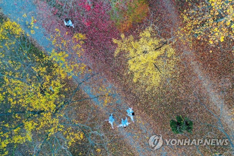 '가을빛 수채화' (출처=연합뉴스)