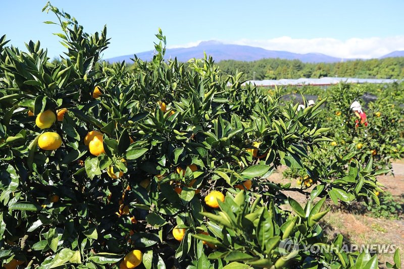 제주는 감귤의 계절 (출처=연합뉴스)