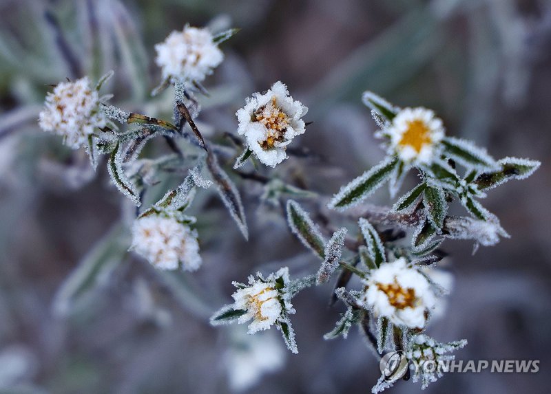서리꽃 (출처=연합뉴스)