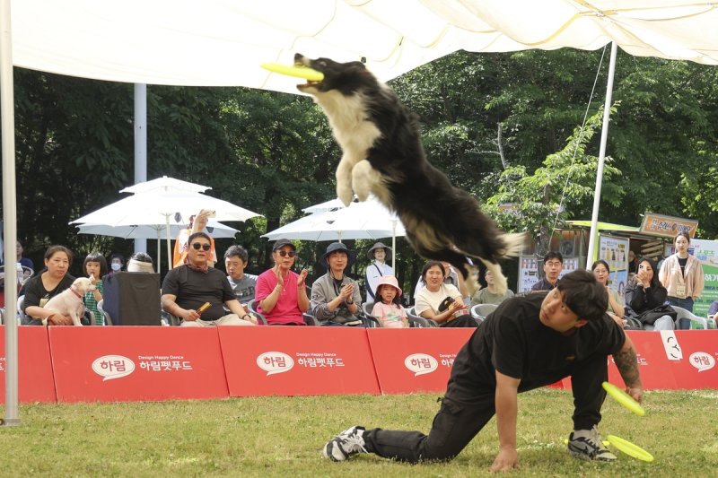 2024년 반려견 축제 '독 스포츠 대회' 모습 (출처=연합뉴스)
