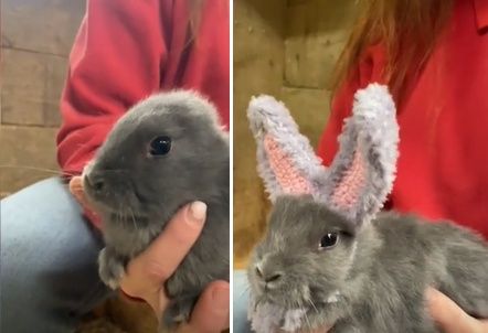 "귀없이 태어난 아기 토끼에게 귀를 선물했어요"…온라인 반응도 '훈훈'