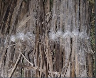 올해 대전에서 처음 관측된 서리 모습. (기상청 제공, 재판매 및 DB금지) / 뉴스1