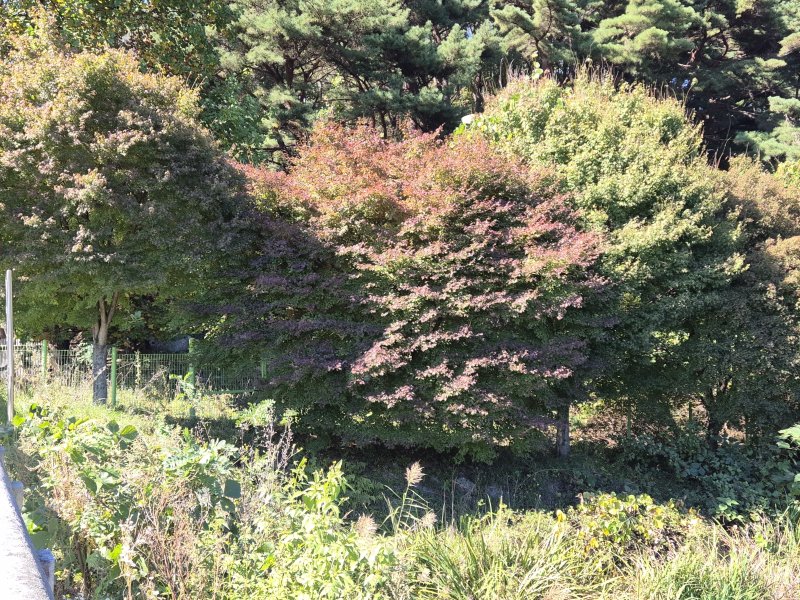 지난 27일 팔공산에 첫 단풍이 관측됐다.(대구기상청 제공. 재판매 및 DB금지)