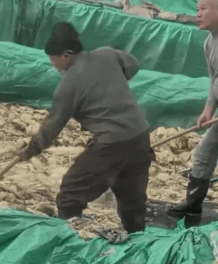 담배 피우고 침 뱉고... 중국산 김치 피하는 이유가