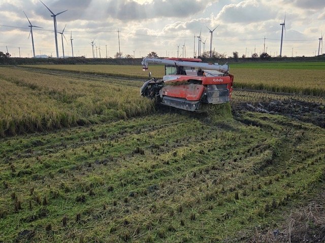 볏짚 환원 농지 (출처=연합뉴스)