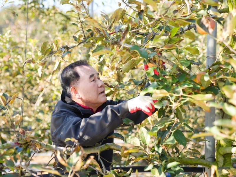 김지철 충남교육감이 예산의 한 농가를 방문해 사과를 따고 있다. (충남교육청 제공, 재판매 및 DB금지) / 뉴스1
