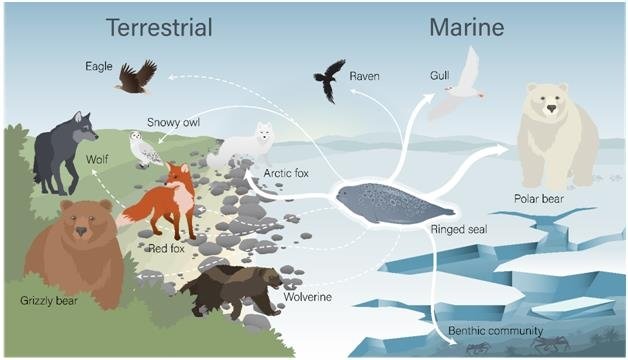 북극곰이 남긴 사체를 먹는 확인된 청소동물과 잠재적 청소동물 (출처=연합뉴스)