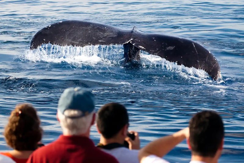 [뉴시스]혹등고래가 꼬리를 접는 모습을 바라보는 관광객들의 모습.(사진=David Fleetham)2025.10.27.