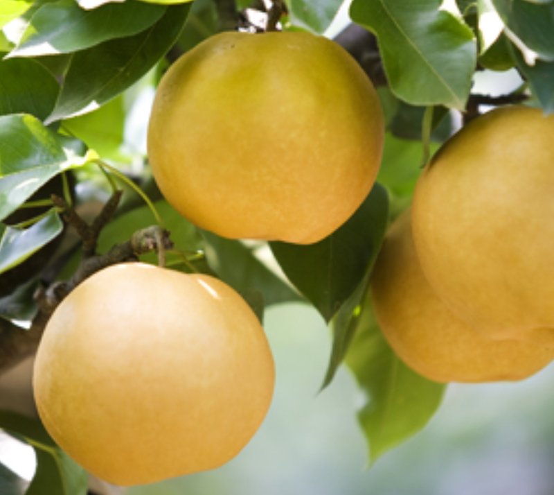 [원주=뉴시스] 치악산 배. (사진=원주시 제공) 2025.10.29. photo@newsis.com *재판매 및 DB 금지