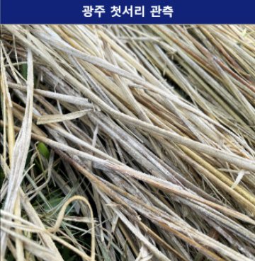 광주서 첫서리 관측 (출처=연합뉴스)