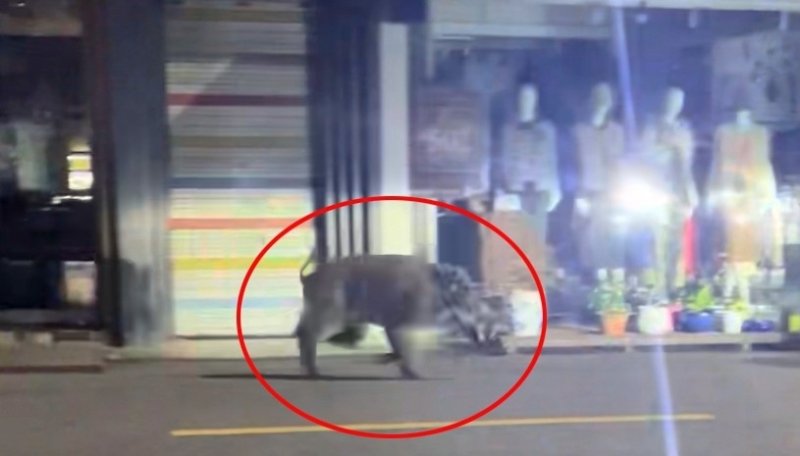 도심 출몰한 멧돼지 (출처=연합뉴스)