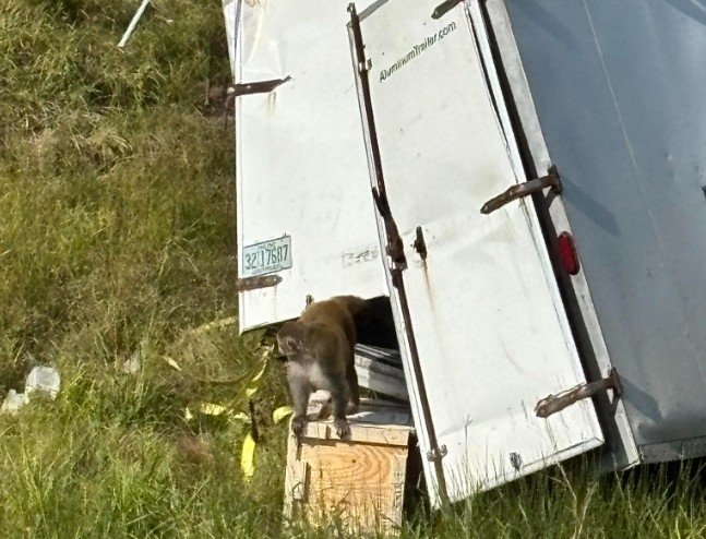사고 차량에서 탈출하는 실험실 원숭이들. /사진=연합뉴스