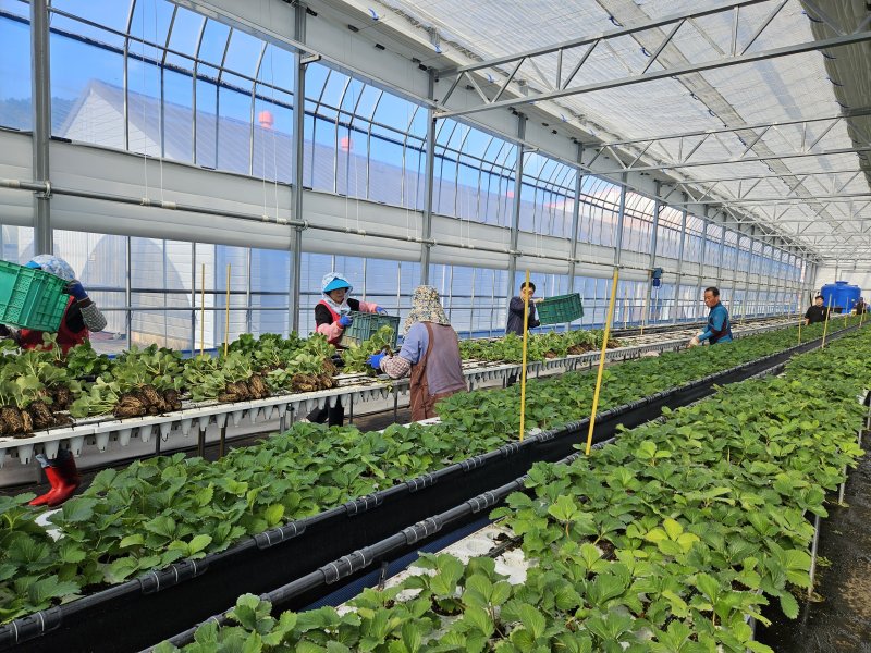 딸기 농가.(하동군 제공. 재판매 및 DB금지)