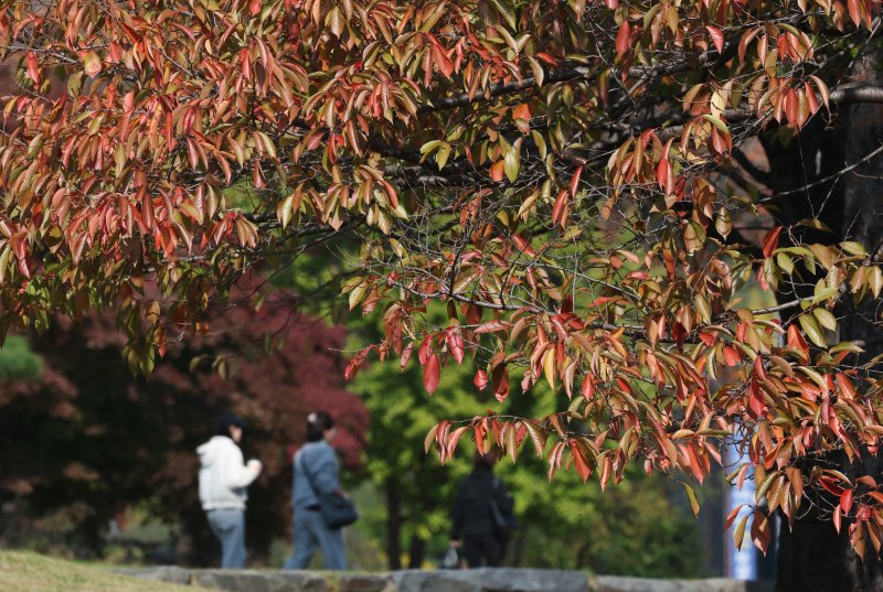 완연한 가을 날씨를 보인 29일 경기 수원시 팔달구 수원화성 창룡문 인근에 단풍이 물들고 있다. 2025.10.29/뉴스1 ⓒ News1 김영운 기자