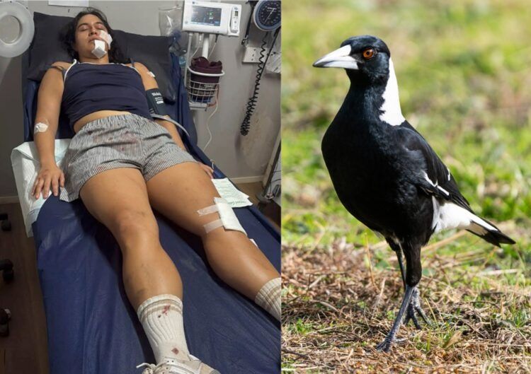 사진=고펀드미 /우측=호주 바카라사이트 뱃무브 sns 캡처