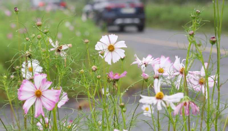 서귀포시 표선면 가시리 녹산로에 코스모스가 펴 다가오는 가을을 알리고 있다. /뉴스1