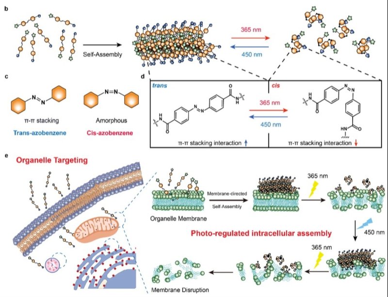 광 스위칭 분자의 작동원리 개념도 (출처=연합뉴스)