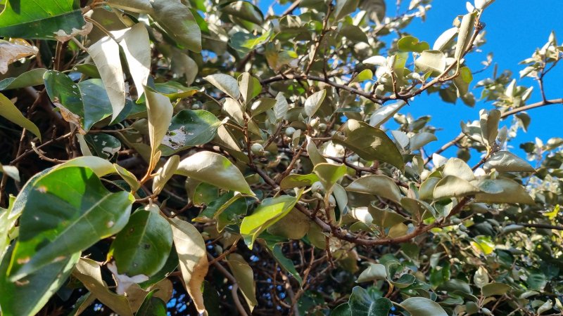 보리밥나무 (산림청 국립산림과학원 제공.재판매 및 DB금지)/뉴스1