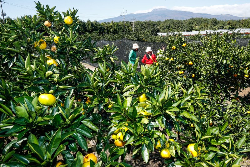 [서귀포=뉴시스] 우장호 기자 = 완연한 가을 날씨를 보이는 27일 오전 제주 서귀포시 남원읍 휴애리자연생태공원에서 관광객들이 감귤 따기 체험을 하고 있다. 2025.10.27. woo1223@newsis.com