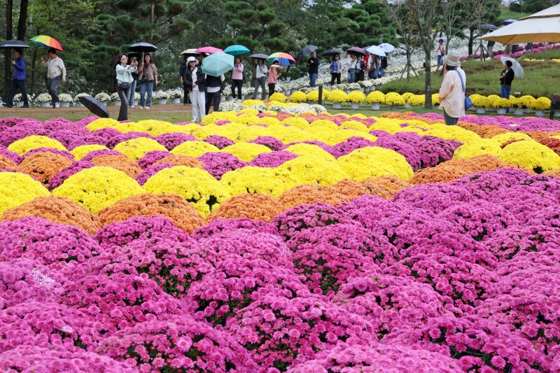 비가 내린 18일 전북 임실군 옥정호 붕어섬을 찾은 관광객들이 가을의 정취를 느끼고 있다. .(임실군제공. 재판매 및 DB금지)2025.10.18/뉴스1 ⓒ News1 김동규 기자