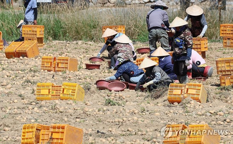 강릉의 한 농촌 마을서 감자 캐는 외국인 노동자들 (출처=연합뉴스)