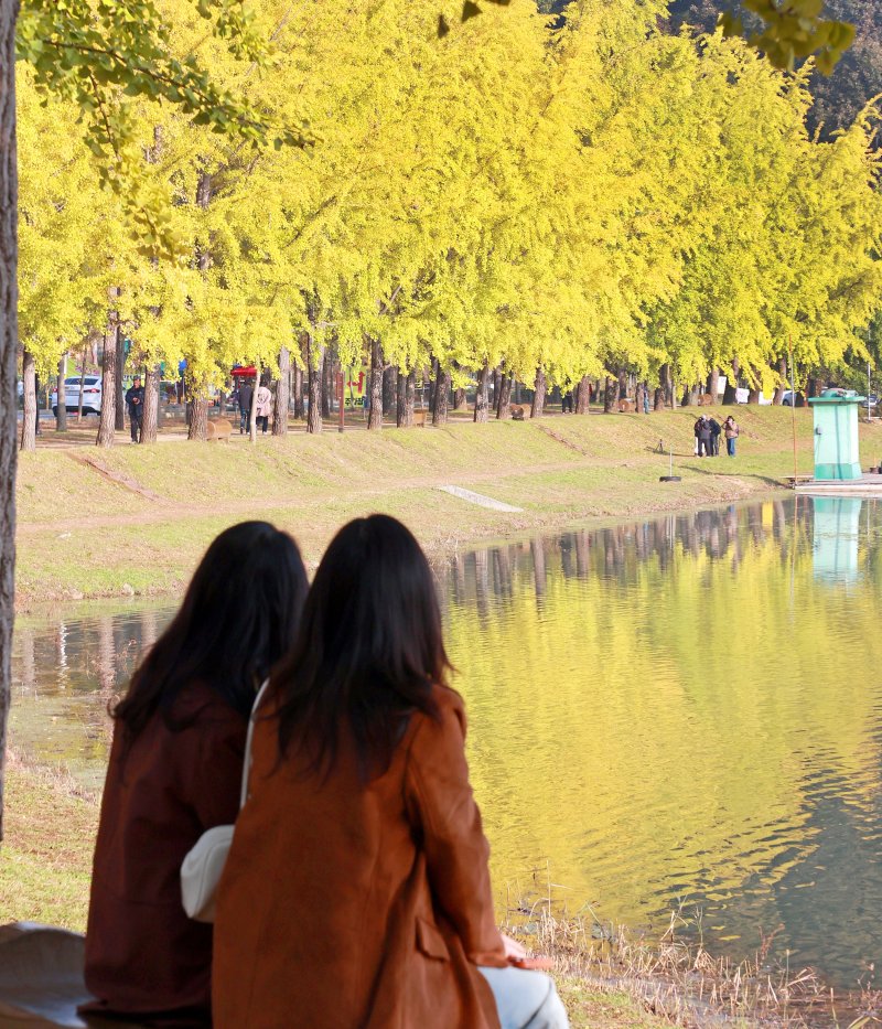 [괴산=뉴시스] 30일 충북 괴산군 양곡저수지에서 시민들이 노랗게 물든 은행나무길을 바라보고 있다. (사진= 괴산군 제공) 2025.10.30. photo@newsis.com *재판매 및 DB 금지