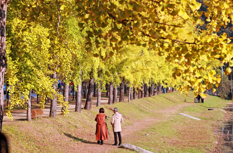 [괴산=뉴시스] 30일 충북 괴산군 양곡저수지에서 시민들이 노랗게 물든 은행나무길을 구경하고 있다. (사진= 괴산군 제공) 2025.10.30. photo@newsis.com *재판매 및 DB 금지