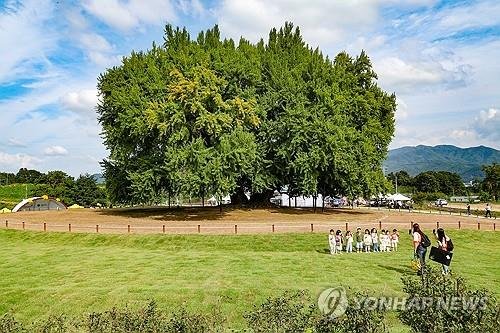 반계리 은행나무 광장 (출처=연합뉴스)